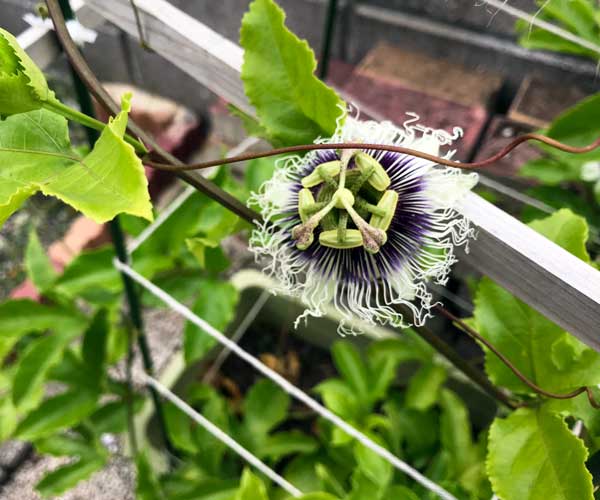 passionfruit