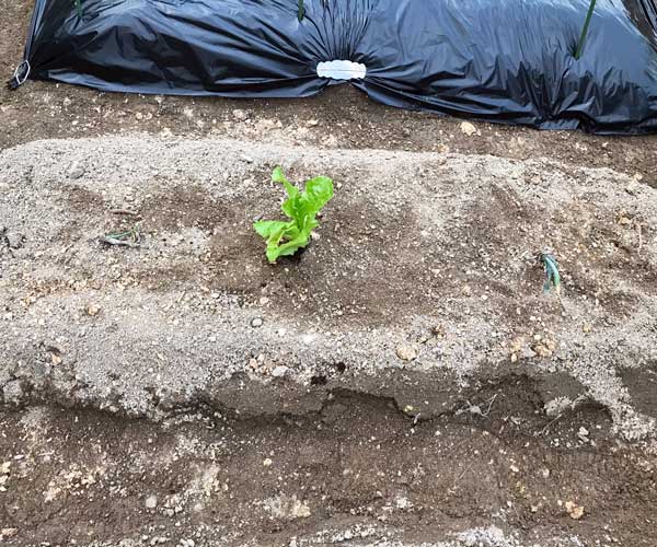 家庭菜園 家庭菜園 秋冬野菜を ぐうたら農法 で育ててみます かみちゃんlife