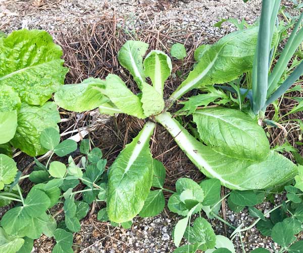 家庭菜園 家庭菜園 秋冬野菜を ぐうたら農法 で育ててみます かみちゃんlife