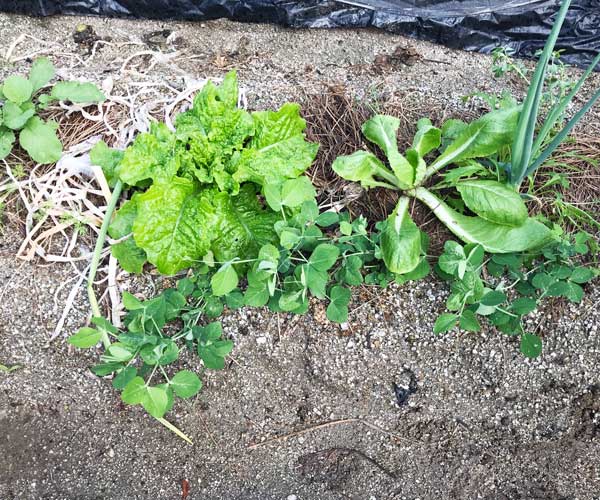 家庭菜園 家庭菜園 秋冬野菜を ぐうたら農法 で育ててみます かみちゃんlife