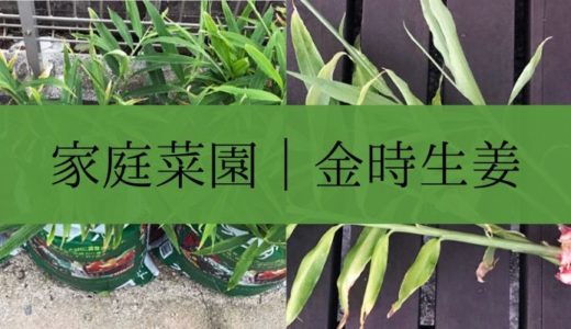 生姜