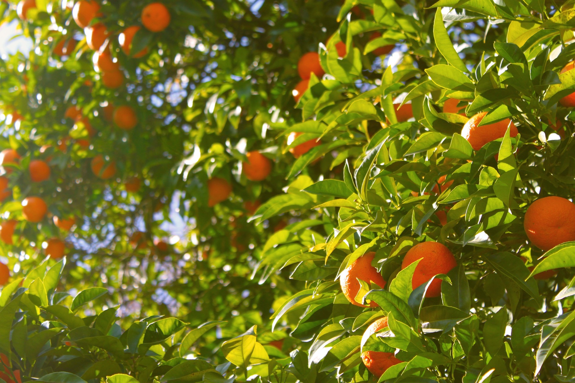 orangeye