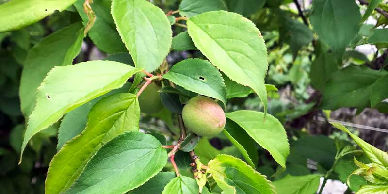 plum