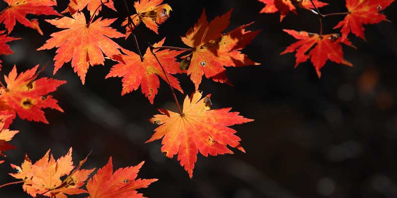 mapleye