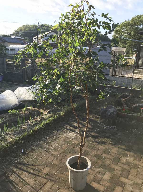 jabuticaba