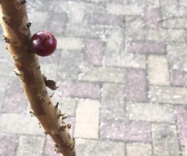 jabuticaba