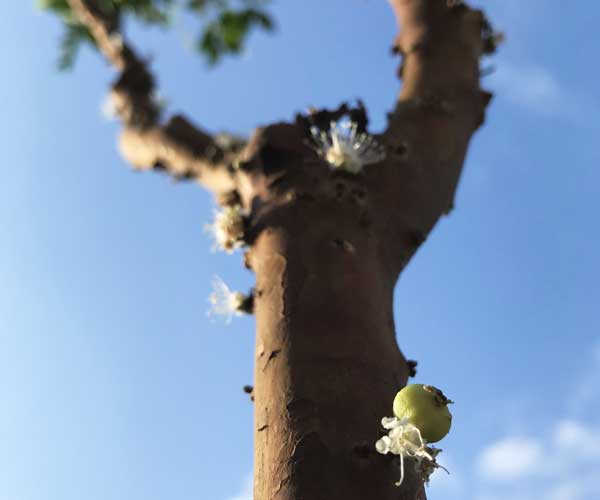 jabuticaba