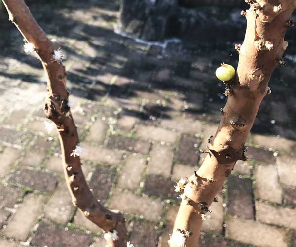 jabuticaba