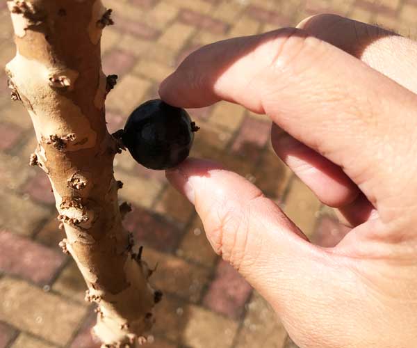 jabuticaba
