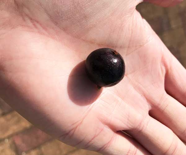 jabuticaba