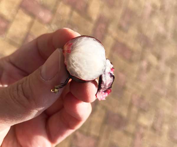 jabuticaba