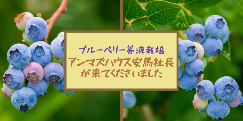 ブルーベリー養液栽培 アンマズハウス安馬社長が来てくださいました かみちゃんlife