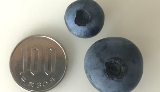 【まとめ】ブルーベリー養液栽培を自宅で行うかんたん栽培キットについて