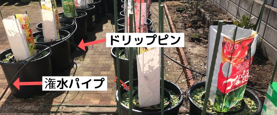 【まとめ】ブルーベリー養液栽培を自宅で行うかんたん栽培キットについて