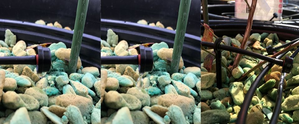 【まとめ】ブルーベリー養液栽培を自宅で行うかんたん栽培キットについて