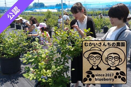 ブルーベリー狩り観光農園一覧